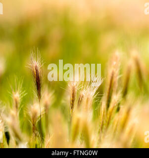 Verde e golden erba illuminato dal sole. Foto Stock