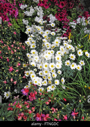 Disposizione del fiore,Zagreb, Croazia,l'Europa,giardinaggio,1 Foto Stock