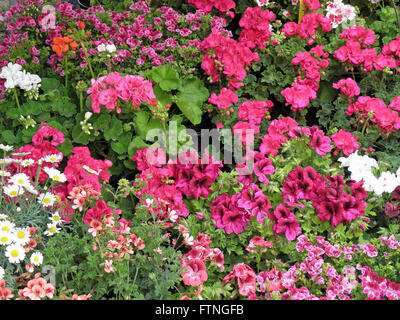 Disposizione del fiore,Zagreb, Croazia,l'Europa,giardinaggio,3 Foto Stock