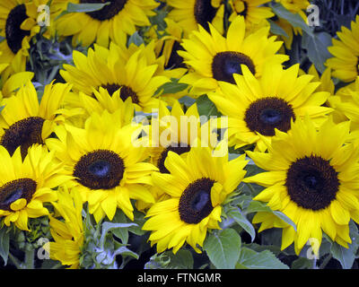 Disposizione del fiore,Zagreb, Croazia,l'Europa,giardinaggio,6 Foto Stock