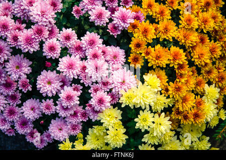 Mix di rosa, arancione e il crisantemo giallo fiori Foto Stock