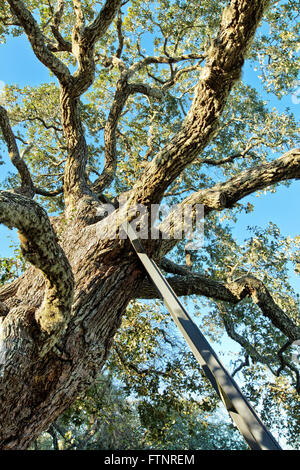 Coastal Live Oak, supportato da una struttura in ferro. Golfo del Messico. Foto Stock