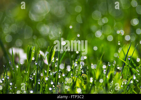 Fresca Rugiada di mattina su erba verde Foto Stock