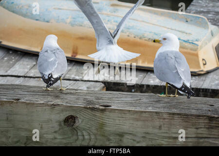 Tre gabbiani schierate sul dock guardando una piccola imbarcazione Foto Stock