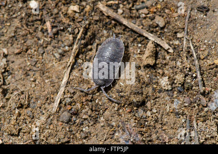 Comune woodlouse ruvida, Porcellio scaber, esposta al sole. Foto Stock