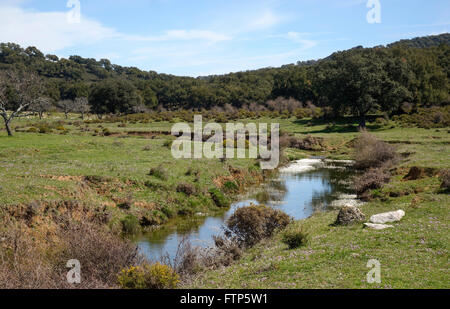 Rio Campobuche, Fiume, Parco Naturale di Grazalema, riserva, Andalusia, Spagna. Foto Stock