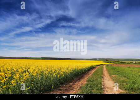 La colza primaverile i campi. Fioritura di fiori di colore giallo Foto Stock