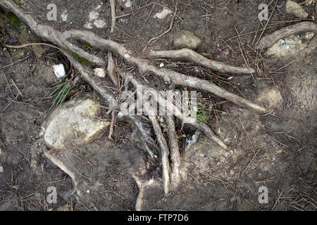 Pino radici cresce al di sopra del terreno in forma di forcella. Foto Stock