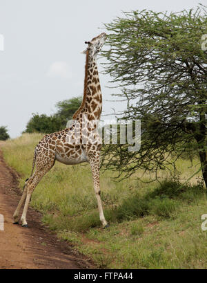 Masai giraffe navigando su acacia accanto alla strada, Serengeti National Park, Tanzania Foto Stock