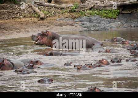 Ippopotami in fiume, Parco Nazionale del Serengeti, Tanzania Foto Stock