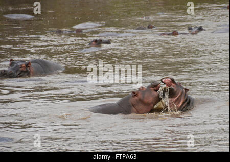 Ippopotami play-combattimenti nel fiume, Parco Nazionale del Serengeti, Tanzania Foto Stock