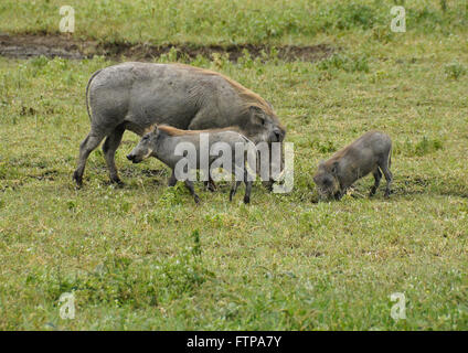 Warthog femmine e giovani il pascolo, il cratere di Ngorongoro, Tanzania Foto Stock