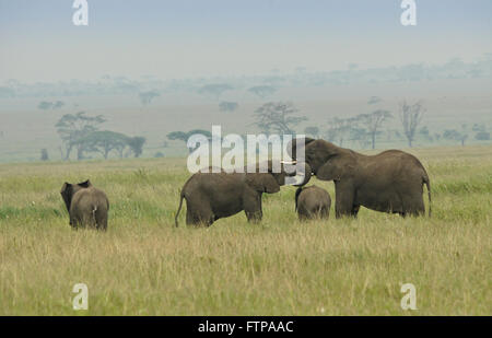 Gli elefanti femmina (socializzare) con vitelli, Serengeti National Park, Tanzania Foto Stock