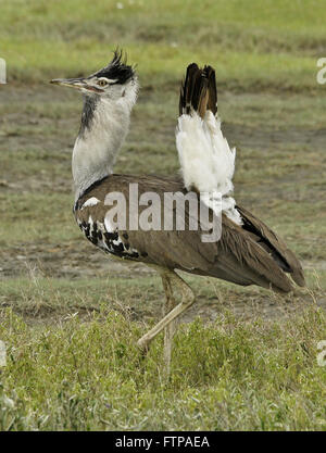 Kori maschio bustard visualizzazione durante la stagione riproduttiva, il cratere di Ngorongoro, Tanzania Foto Stock