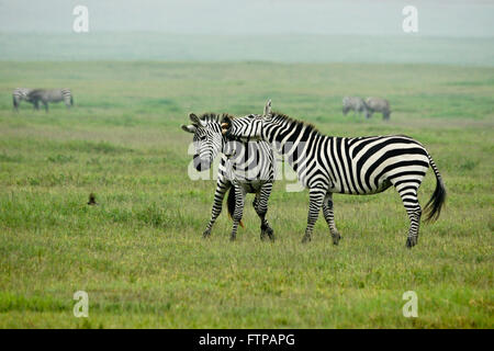 La Burchell (comune, pianure) zebra stalloni combattimenti, il cratere di Ngorongoro, Tanzania Foto Stock