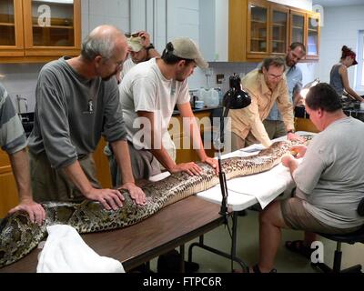 Biologi impiantare un trasmettitore radio in un gigantesco pitone birmano al South Florida Centro di Ricerca nel parco nazionale delle Everglades Novembre 18, 2009 vicino a Homestead, Florida. Il Python è una specie invasiva introdotta da incidenti e ora a competere direttamente con la parte superiore dei predatori in Everglades ecosistema. Foto Stock