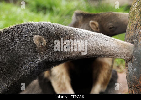 Anteater - Myrmecophaga tridactyla - Zooparque Itatiba - SP Foto Stock