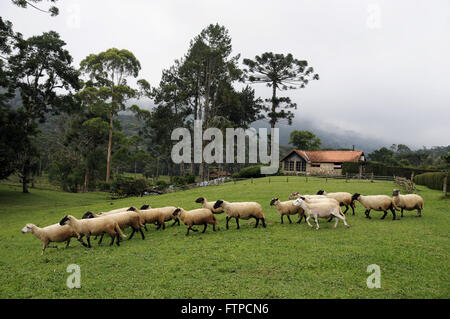 Creazione di Suffolk pecore per mettersi al riparo in Deer Valley in Bocaina Foto Stock