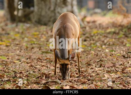 Bella femmina rosso muntjack (Muntiacus muntjack) nella foresta thailandese Foto Stock