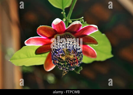 Frutto della passione - fiore di Passiflora alata Foto Stock