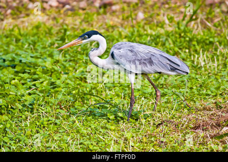 Garca nightshade in Pantanal - Ardea cocoi Foto Stock