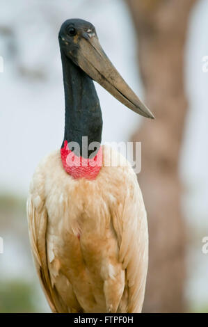 Tuiuiu uccello simbolo del Pantanal - Pantanal Sul - Jabiru Aeroporto Mycteria Foto Stock