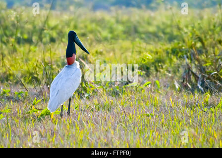 Tuiuiu uccello simbolo del Pantanal - Pantanal Sul - Jabiru Aeroporto Mycteria Foto Stock