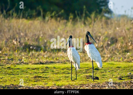 Tuiuiu uccello simbolo del Pantanal - Pantanal Sul - Jabiru Aeroporto Mycteria Foto Stock