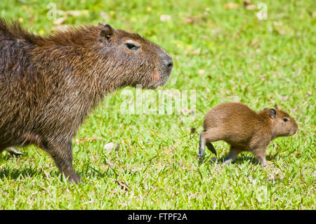 Capibara nel Pantanal e cub - Hydrochoerus Hydrochaeris Foto Stock