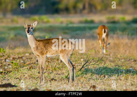 Pampa cervi nel Pantanal - Ozotoceros bezoarticus Foto Stock