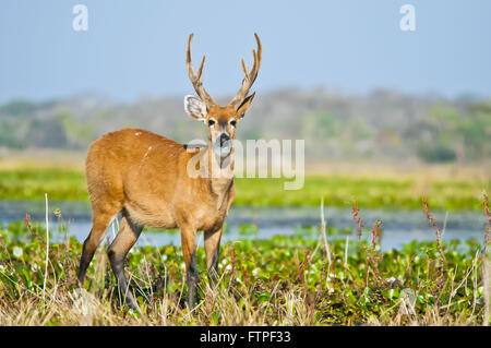 Hart-di-Pantanal wetland - Blastocerus dichotomus Foto Stock