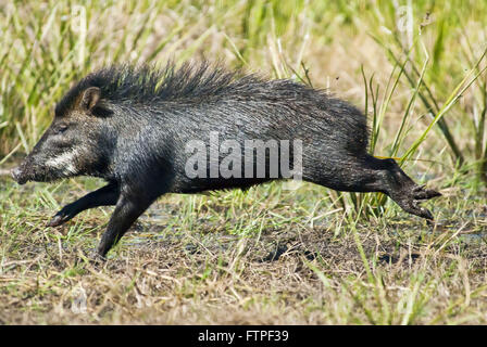 Pig-per-kill in esecuzione nel Pantanal - Tayassu Tajacu Foto Stock