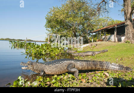 Jacare palude in Sud Pantanal - crocodilus Caimano yacare Foto Stock