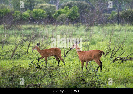 La palude di cervi - Blastocerus dichotomus Araguaia - Parco nazionale Foto Stock