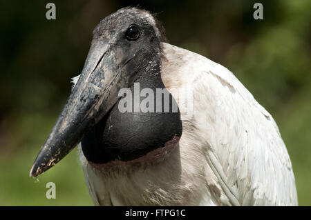 Tuiuiu uccello simbolo del Pantanal - Jabiru Aeroporto Mycteria Foto Stock