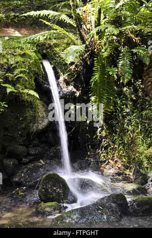 D'spout acqua attraverso la foresta nativa nel quartiere di Monte Verde Foto Stock
