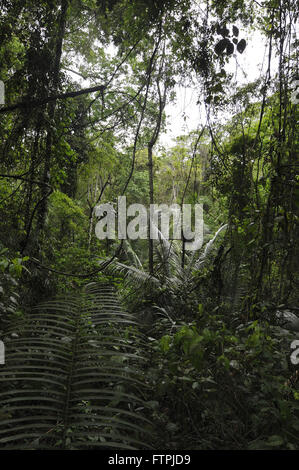 Foresta nativa sul sentiero di mogano in Rio Doce parco dello stato Foto Stock