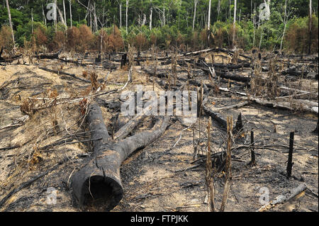 La deforestazione per pascolo in open area rurale di Manacapuru Foto Stock