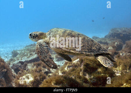 Foto subacquee della costa brasiliana - tartaruga verde - Chelonia Mydas Foto Stock