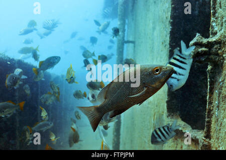 Foto subacquee della costa brasiliana - dentaozinho - Lutjanus alexandrei Foto Stock