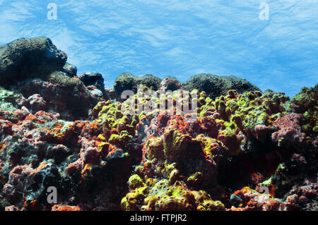 Foto subacquee della costa brasiliana - Coral Reef a Fernando de Noronha Foto Stock