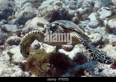 Foto subacquee della costa brasiliana - tartaruga embricata - Eretmochelys imbricata Foto Stock