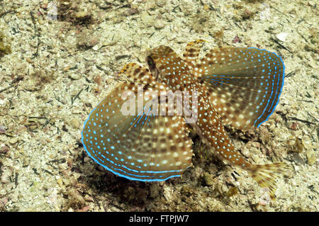 Foto subacquee della costa brasiliana - calamità - Dactylopterus volitans Foto Stock