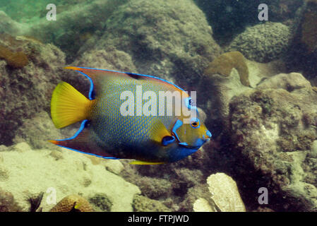 Foto subacquee della costa brasiliana - angelfish - Holacanthus ciliaris Foto Stock