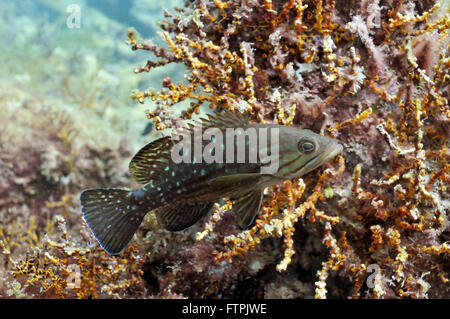 Foto subacquee della costa brasiliana - merlano-mira - Mycteroperca acutirostris Foto Stock