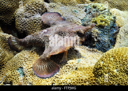 Foto subacquee della costa brasiliana - PESCE-bat - Ogcocephalus vespertilio Foto Stock
