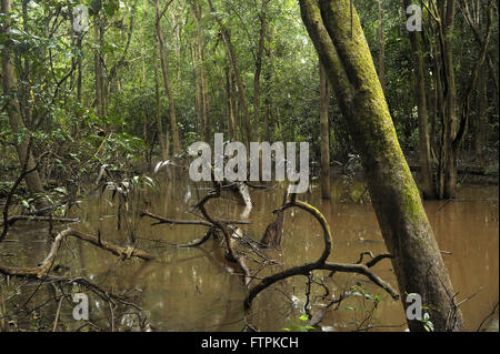 Igapo foresta nella foresta amazzonica - zona umida Foto Stock