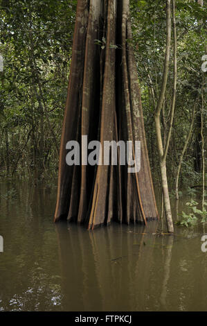 Tronco Araba nella foresta igapo nella foresta amazzonica - Lago Maquari Foto Stock