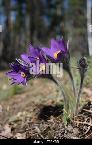 Pasqueflower orientale (Pulsatilla patens) fiori in primavera glade Foto Stock