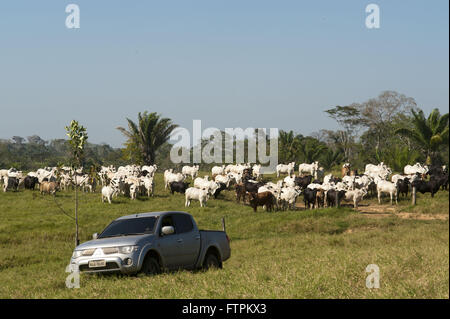 Creazione di capi di bestiame nella zona disboscata amazon - acro Foto Stock